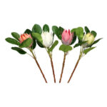 STEM PROTEA 52797